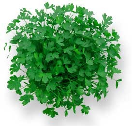 gourmet-herbs-wholesale-baby-herb-supplier