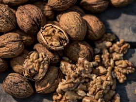 coaldale walnuts wholesale walnut kernels in retail packaging