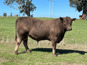 Close-up of a tender Glanmire Murray Greys beef slice held on a fork against a black background.