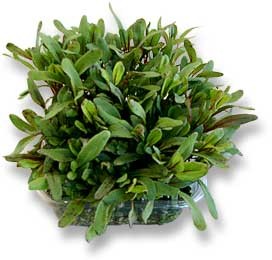 gourmet-herbs-wholesale-baby-herb-supplier