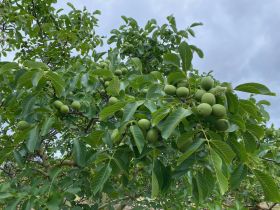 coaldale walnuts wholesale pickled walnuts in jars and on cutting board