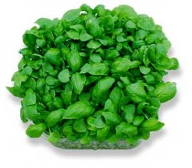 gourmet-herbs-wholesale-baby-herb-supplier