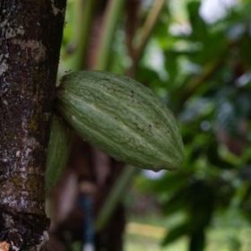 local-cocoa-wholesale-chocolate-bars-Couverture-Drops-and-napolitain