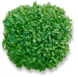 gourmet-herbs-wholesale-baby-herb-supplier