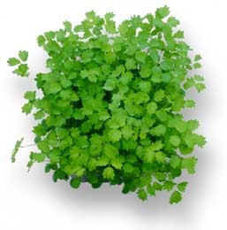 gourmet-herbs-wholesale-baby-herb-supplier