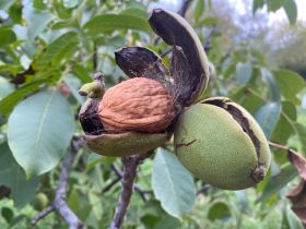 coaldale walnuts wholesale walnut kernels in retail packaging