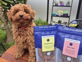 k9-katering-wholesale-dog-treats-snacks