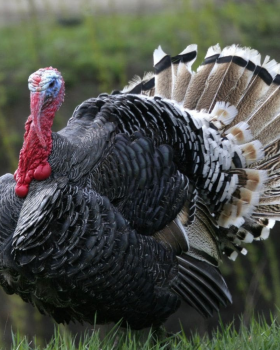 Raw beef cuts including steaks and ribs on a board with herbs and spices, representing Melbourne Mea