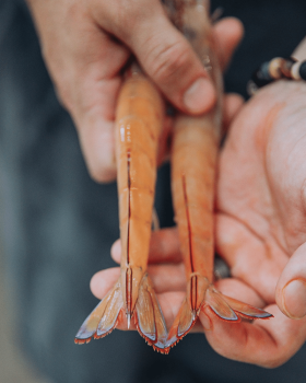 Silver Sea Seafoods Australian Eastern King Prawn retail packs displayed with fresh prawns on ice an